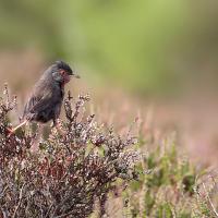 Dartford Warbler 